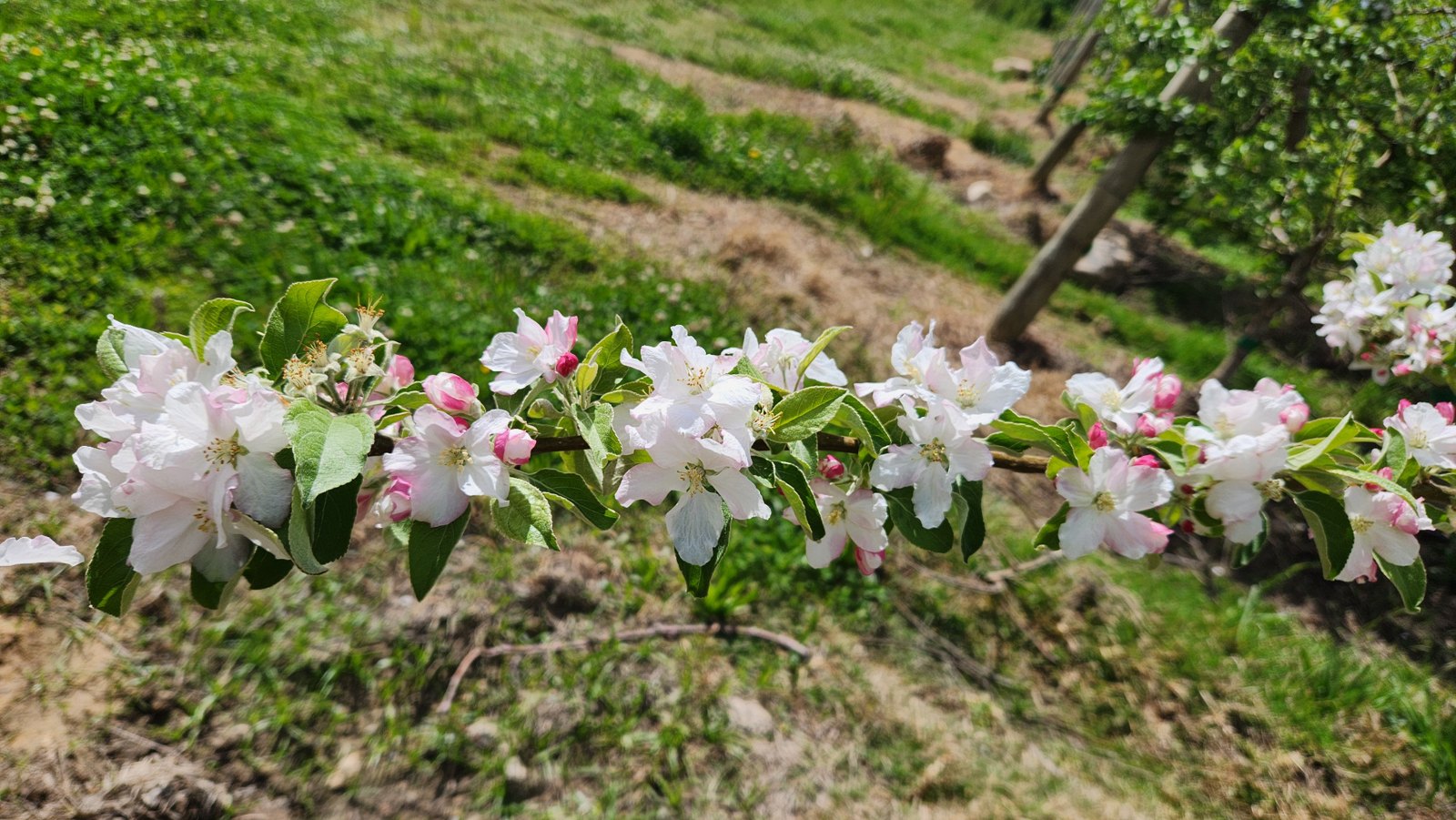 White and pink apple blossoms on a branch in the Elands River orchard