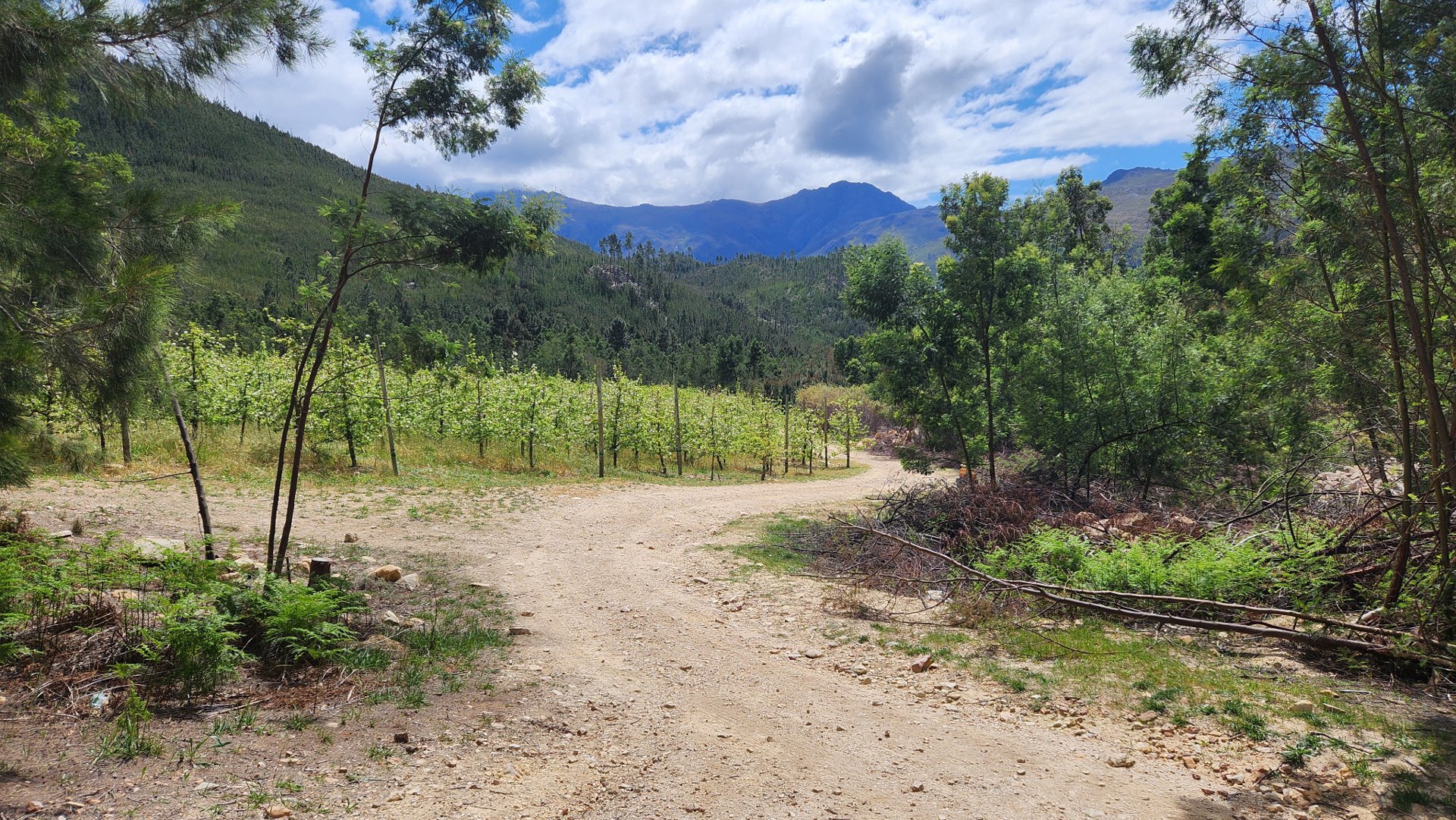 A farm track winds past orchards towards green hills and mountains at Elands River